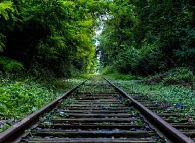 train rail surround by trees