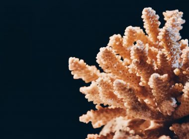 white and brown coral reef