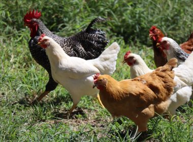 white and brown chicken on green grass during daytime