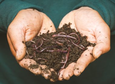 brown dried leaves on persons hand