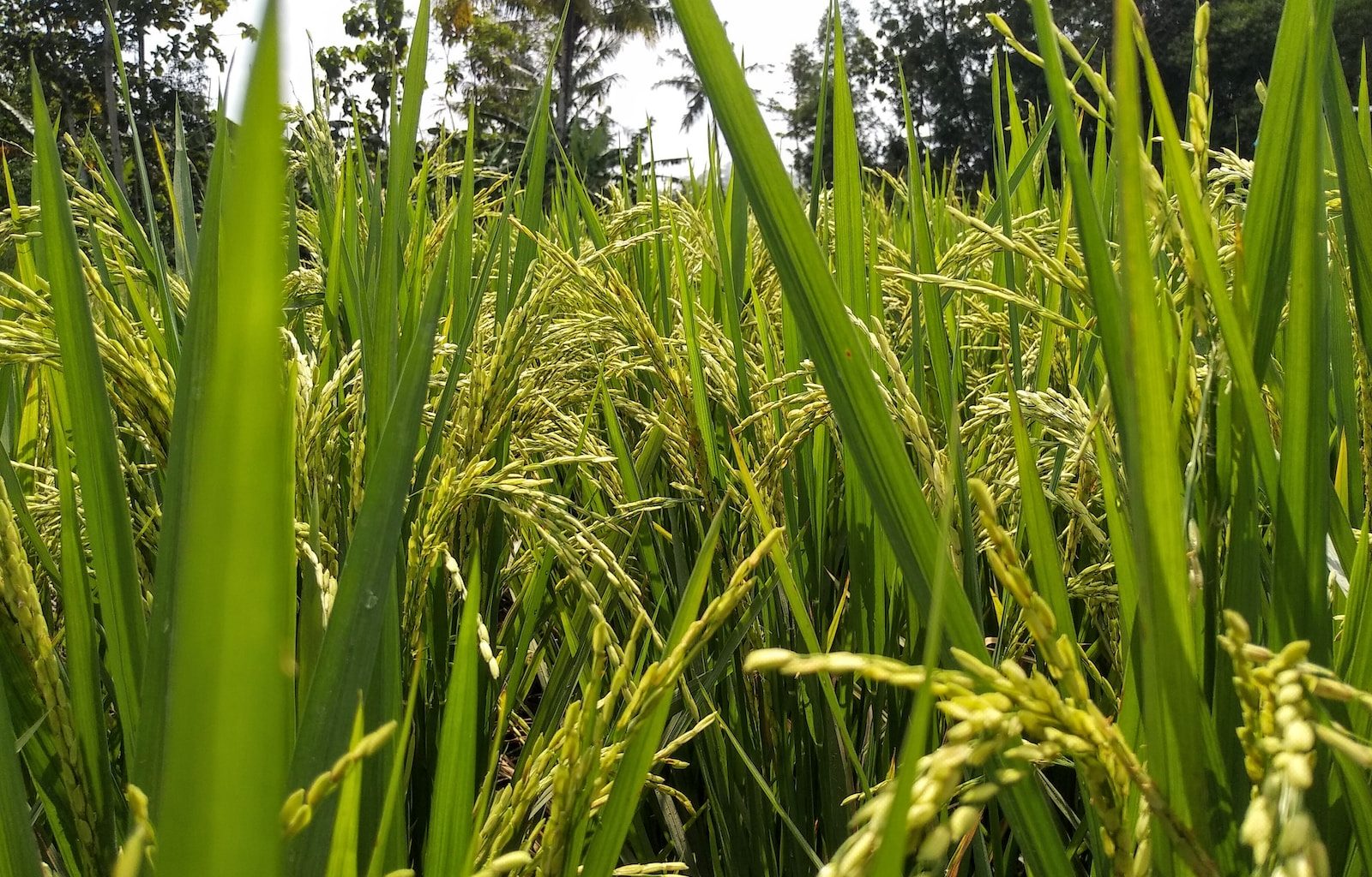 selective focus photography of rice field