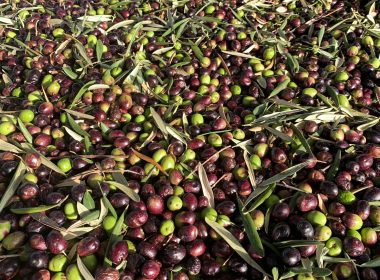 purple and green fruit lot