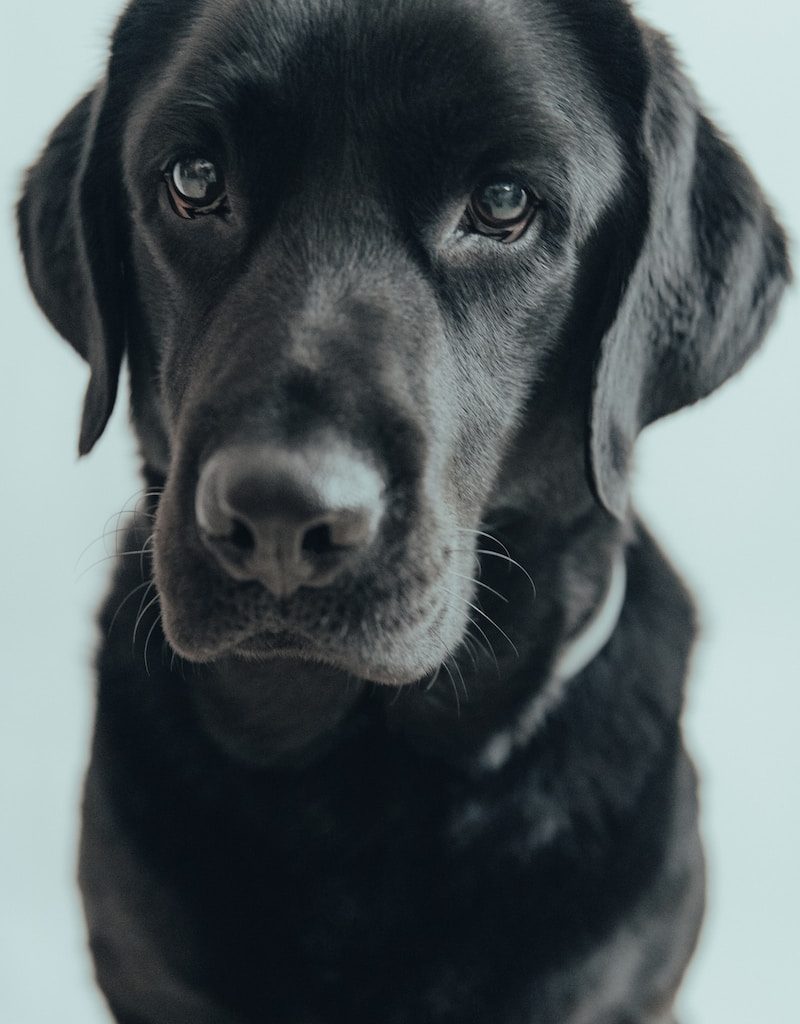 black labrador retriever in close up photography