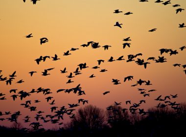 flock of flying birds during golden hour