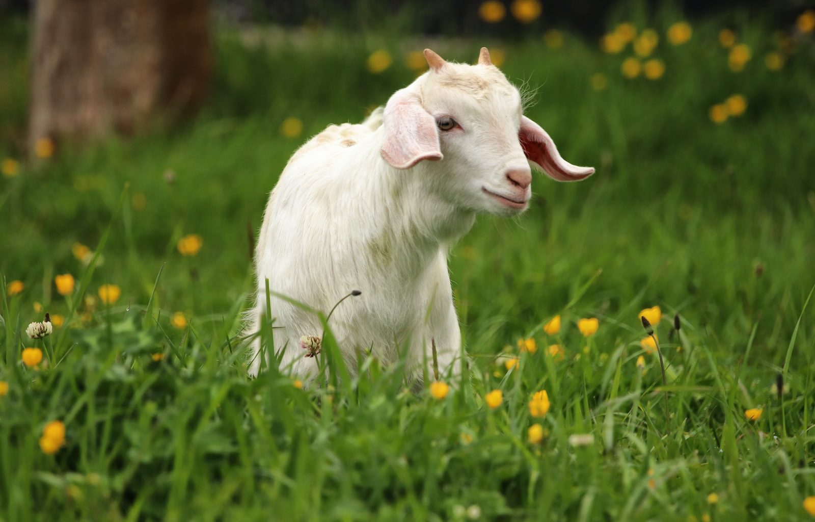 white goat standing on green grass field