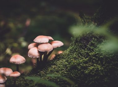 selective focus photography of pink mushrooms