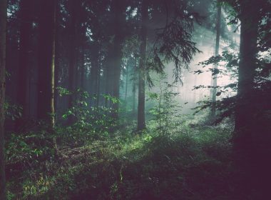 trees on forest with sun rays