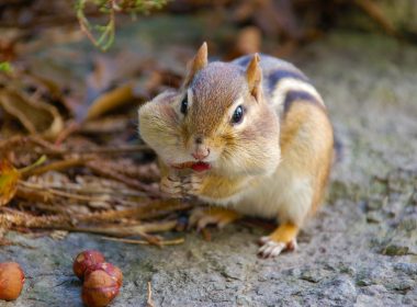 brown squirrel