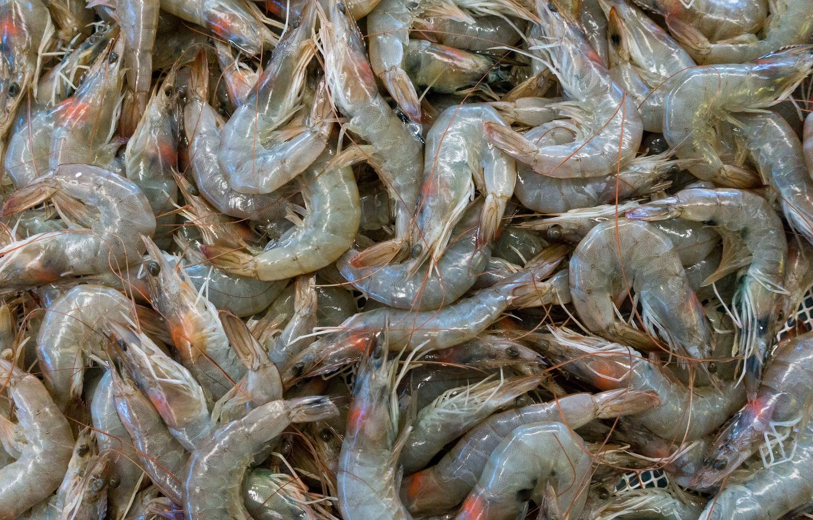 a bunch of shrimp that are laying on the ground