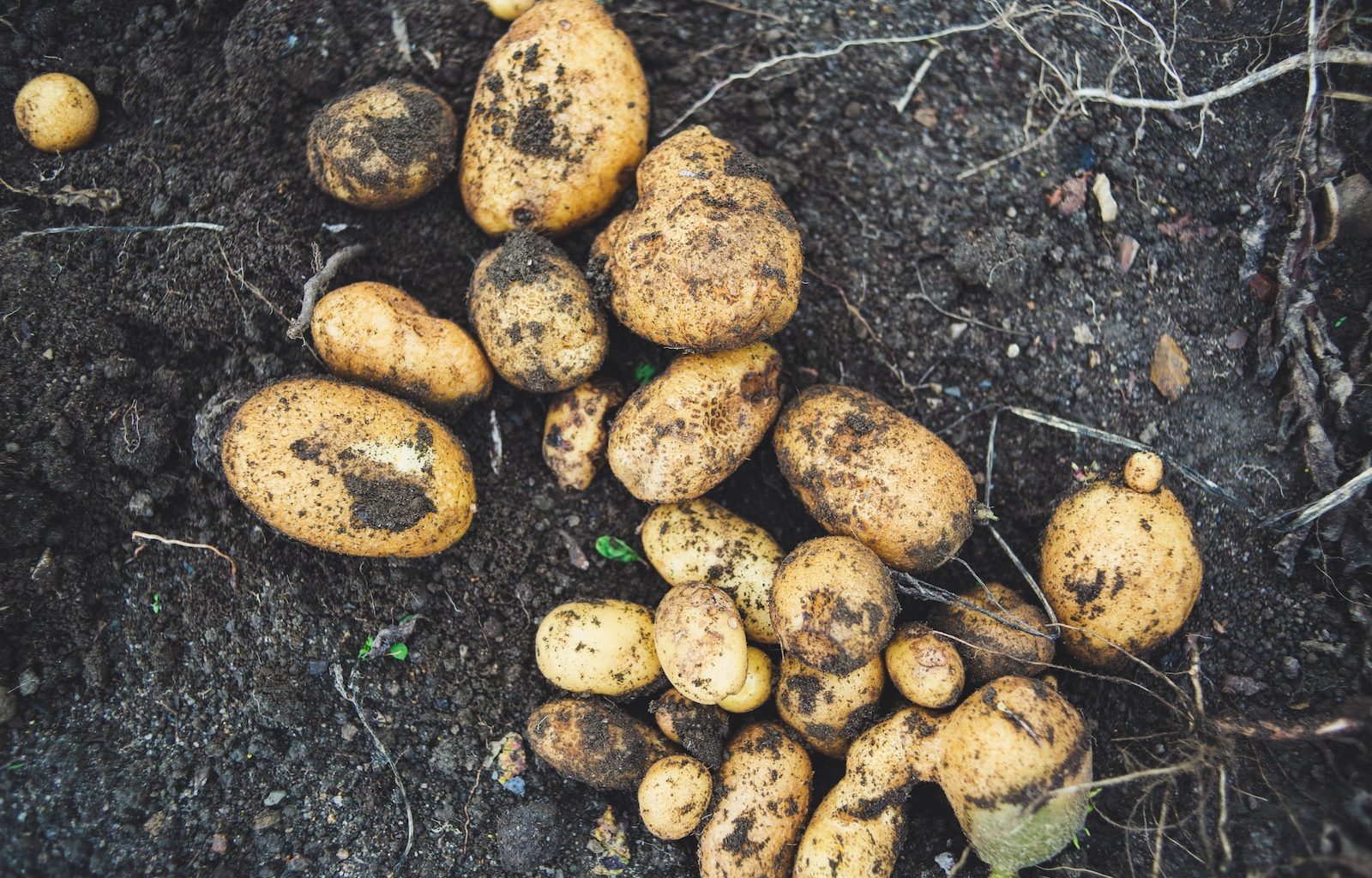 a pile of potatoes sitting on top of a dirt field