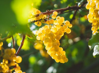 yellow grapes fruits