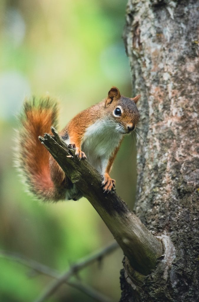 brown and white squirrel on brown tree branch during daytime