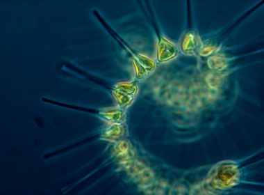 Phytoplankton - the foundation of the oceanic food chain.