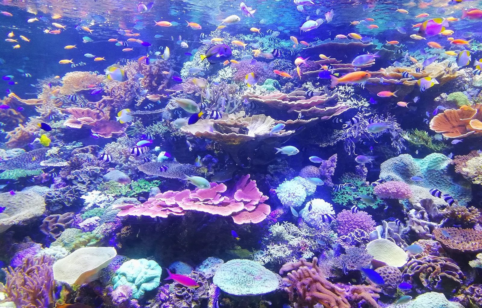 school of fish on corals