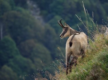 a goat standing on a lush green hillside