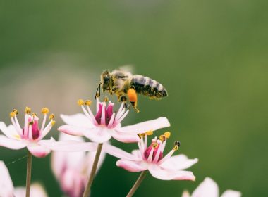 shallow focus photography of bee on flower