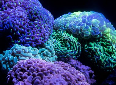 purple and green coral reefs