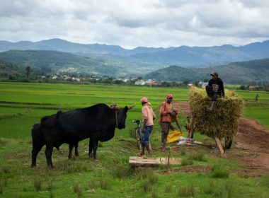 a group of people stand around a cow
