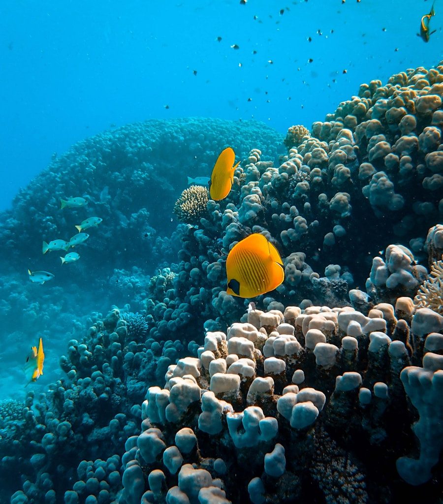 yellow fish over corals