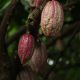 cacao fruits