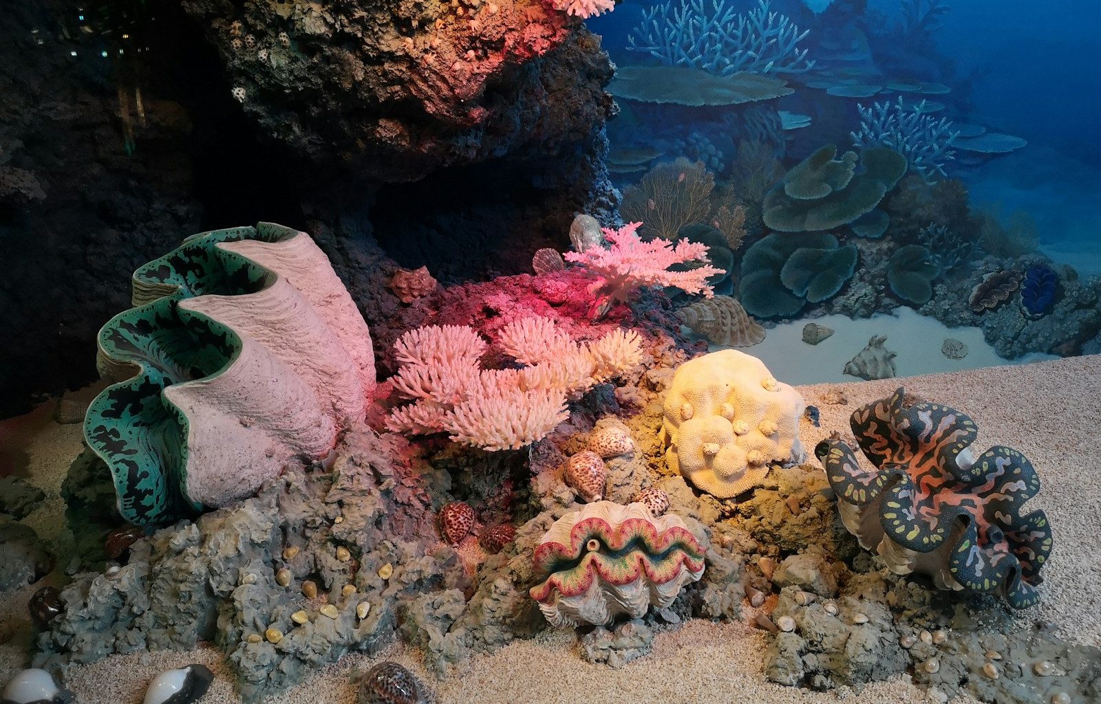 seashells underwater photography