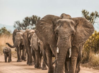 elephants on road