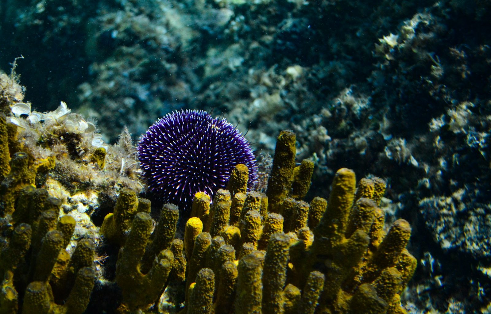 a sea creature under water