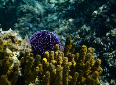 a sea creature under water