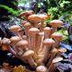 brown mushrooms on focus photography
