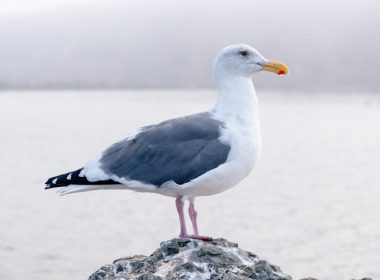 great black-backed gull facing sideways