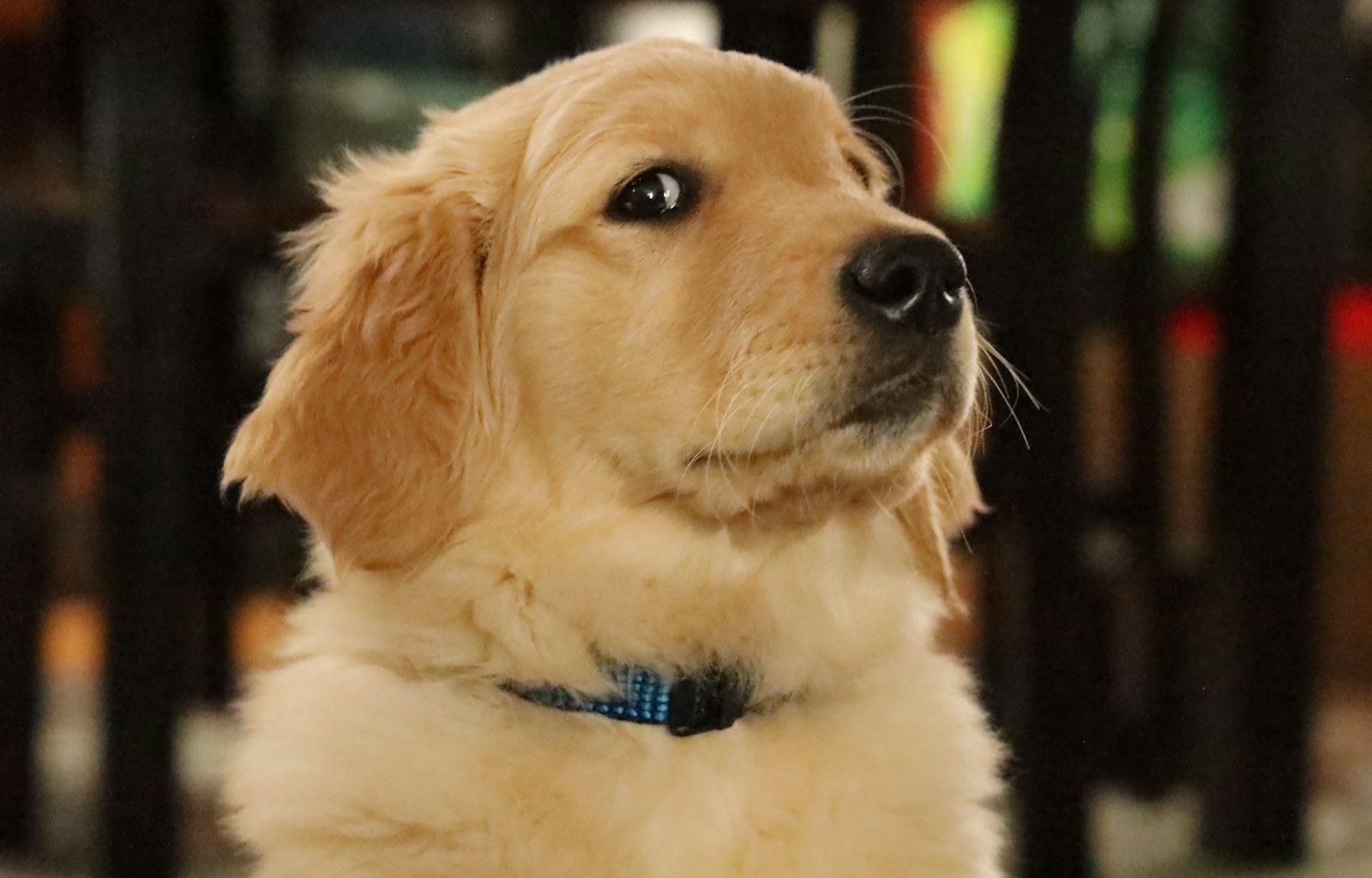 golden retriever puppy with blue collar