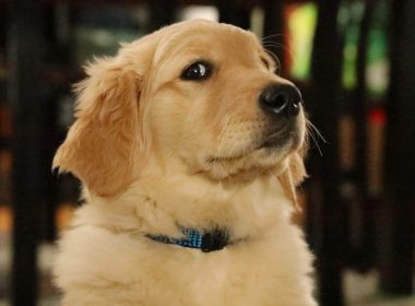 golden retriever puppy with blue collar