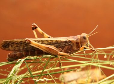 brown and black grasshopper closeup photography