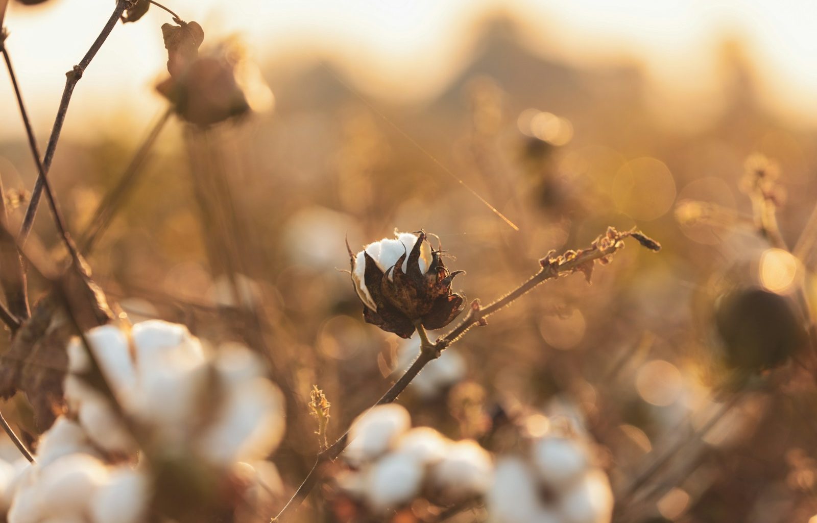 a close up of a cotton plant with a blurry background