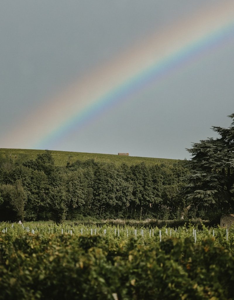 a rainbow in the sky over a lush green field