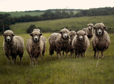 herd of lambs