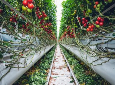 a long row of tomatoes growing in a greenhouse