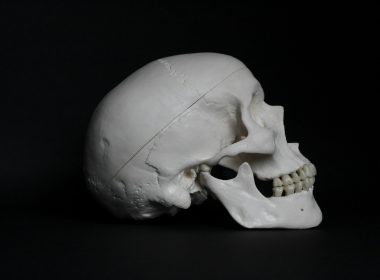 white skull on black surface