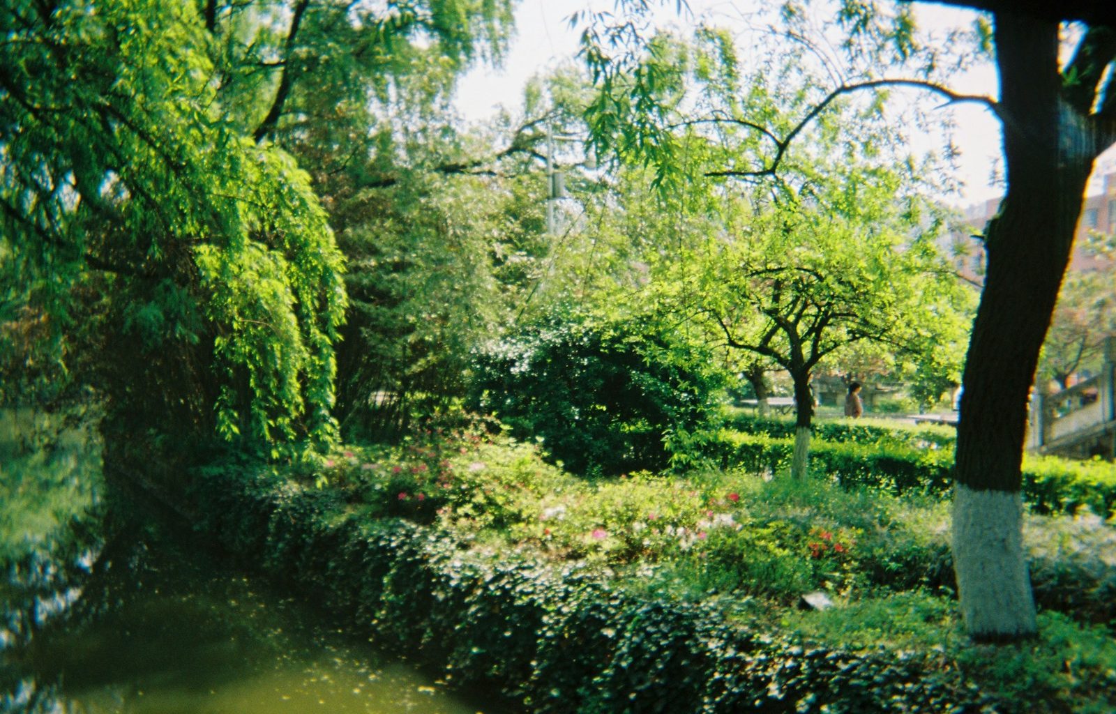 green trees beside river during daytime
