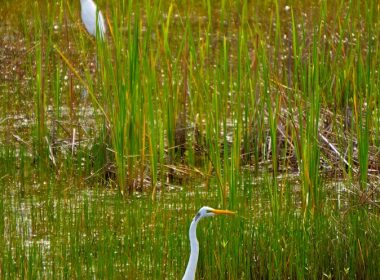 white bird flying over green grass field during daytime