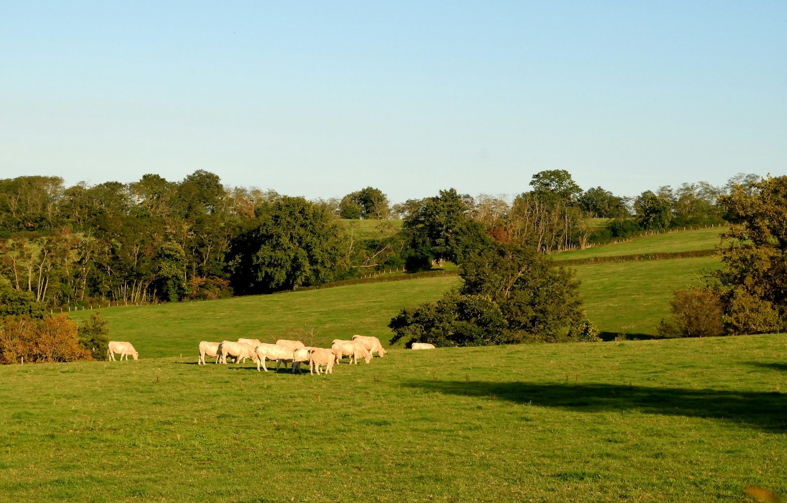 a herd of sheep grazing on a lush green field