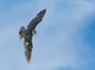 aerial photography of bird