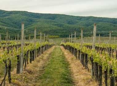 rows of vines in a vineyard with mountains in the background