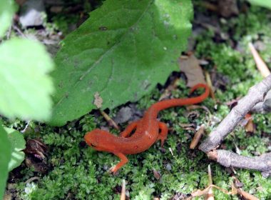 a red slug crawling on the ground in the forest