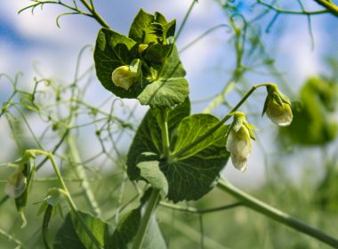 a close up of a green plant with flowers