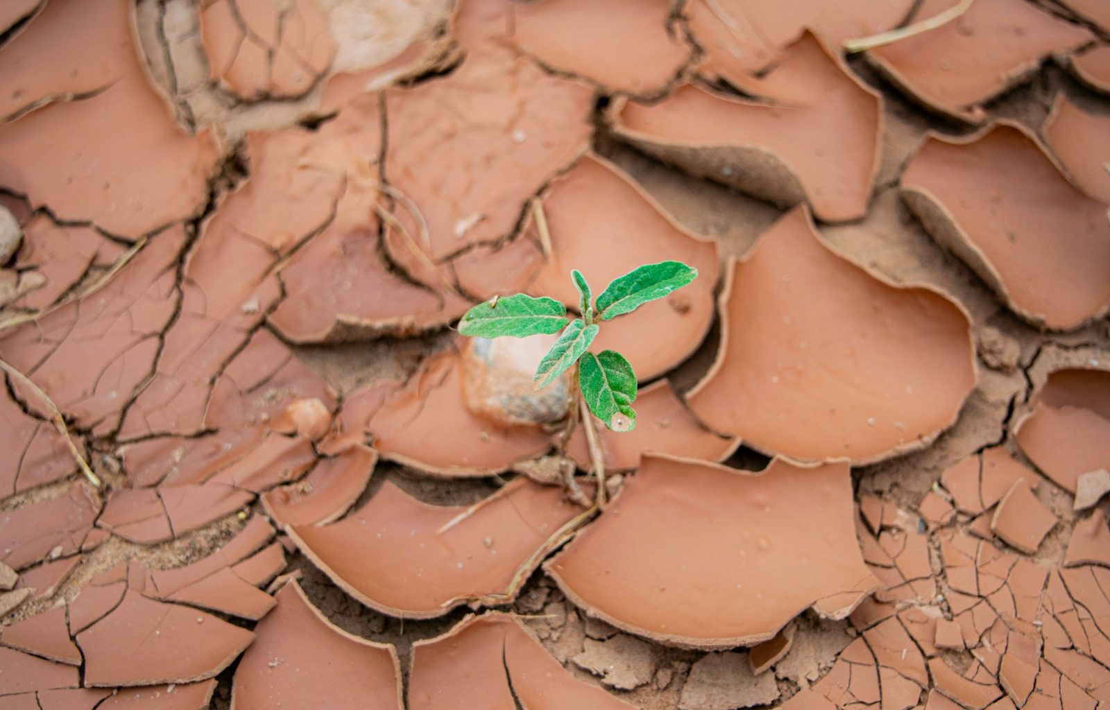 A plant sprouting from a crack in the ground