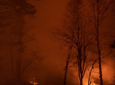 fire near trees