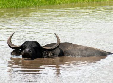 black water buffalo on water during daytime