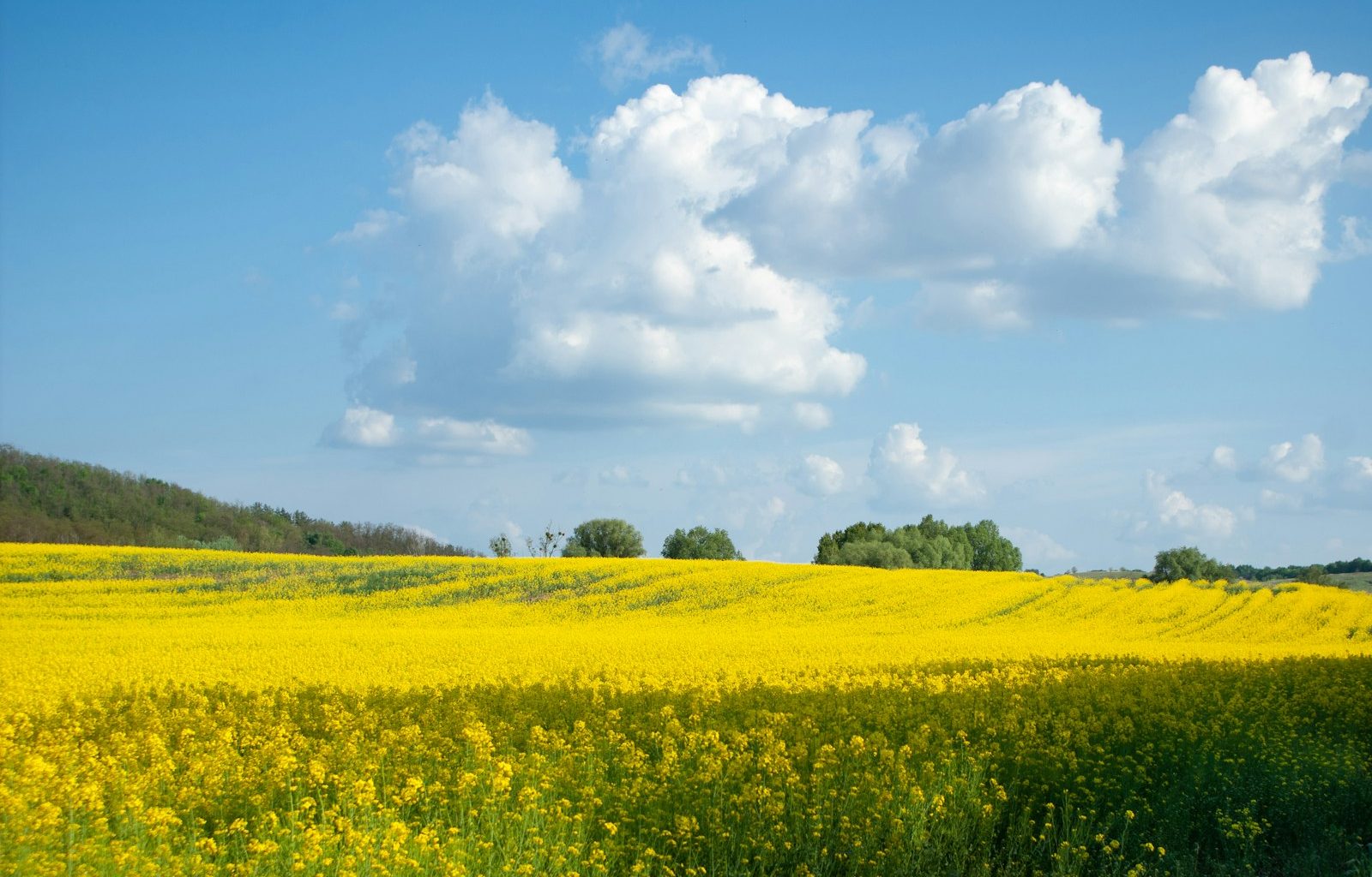 a field of yellow flowers under a cloudy blue sky