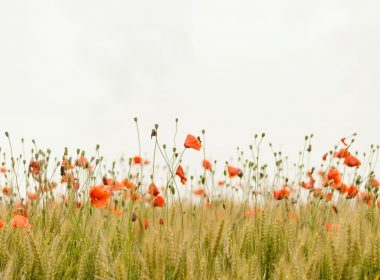 orange flowers